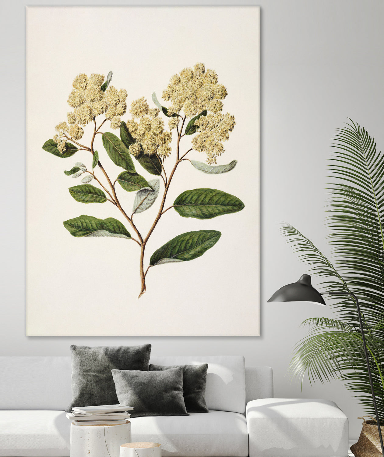 Kumarahou Drawn By Sarah Featon (1848a€“1927 by Sarah Featon on GIANT ART - flowers and plants vintage botanical