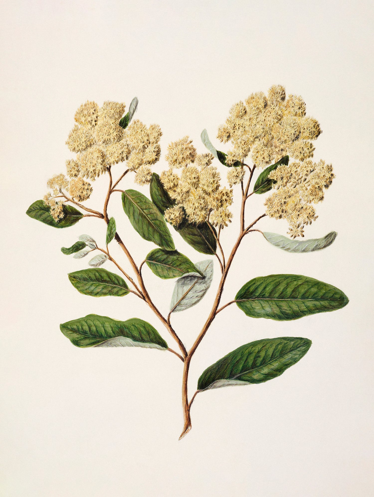 Kumarahou Drawn By Sarah Featon (1848a€“1927 by Sarah Featon on GIANT ART - flowers and plants vintage botanical