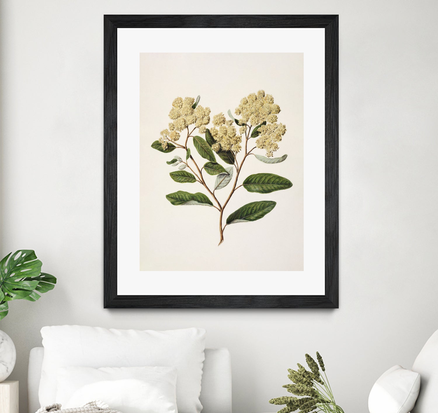 Kumarahou Drawn By Sarah Featon (1848a€“1927 by Sarah Featon on GIANT ART - flowers and plants vintage botanical