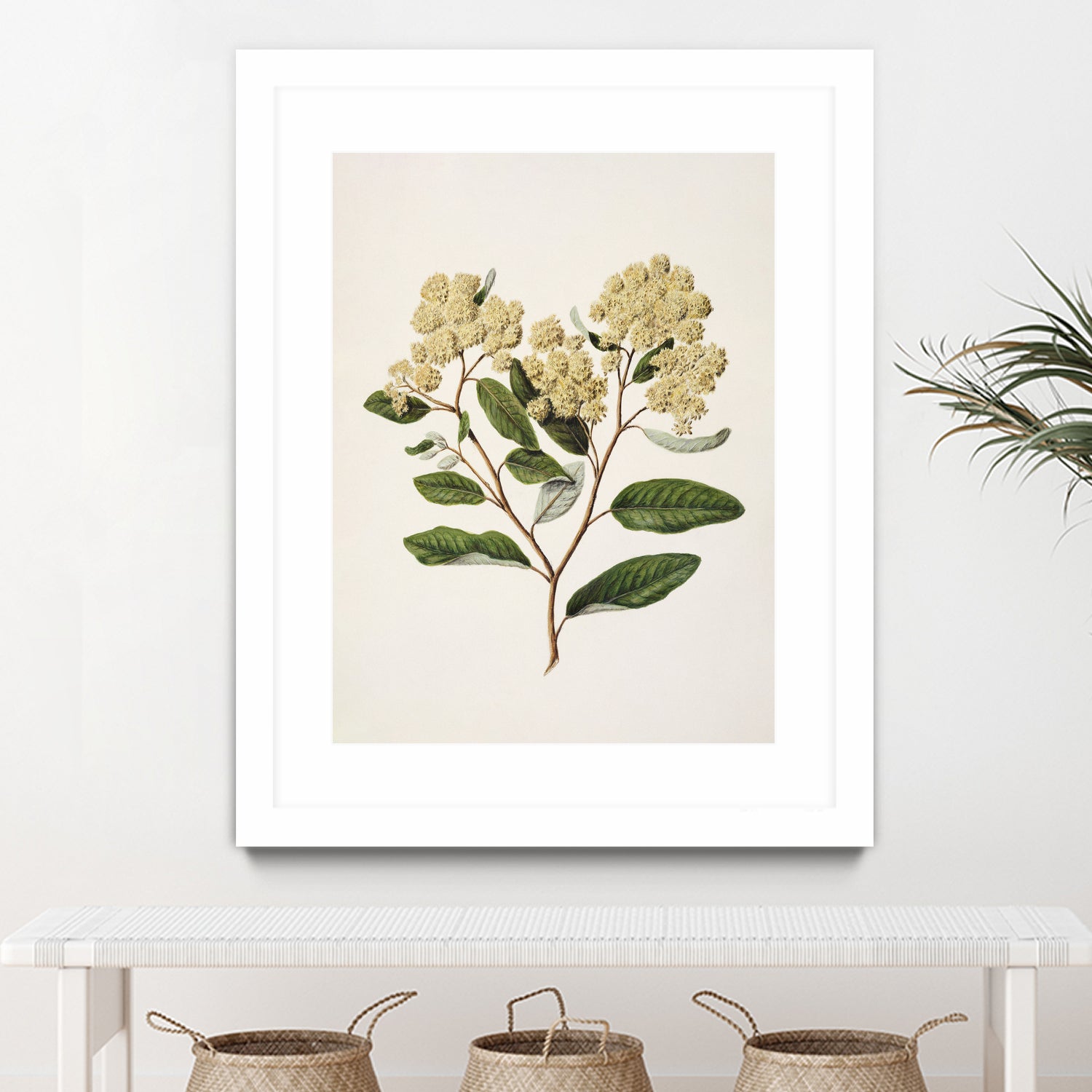 Kumarahou Drawn By Sarah Featon (1848a€“1927 by Sarah Featon on GIANT ART - flowers and plants vintage botanical