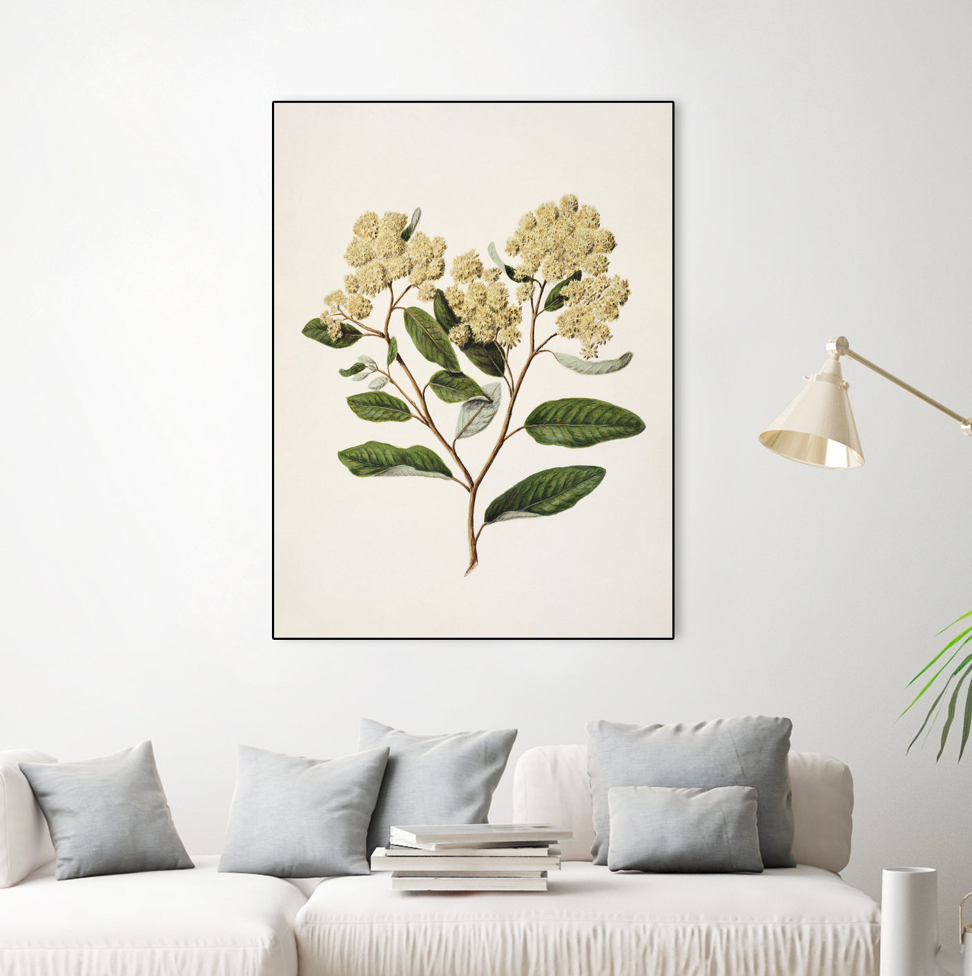 Kumarahou Drawn By Sarah Featon (1848a€“1927 by Sarah Featon on GIANT ART - flowers and plants vintage botanical