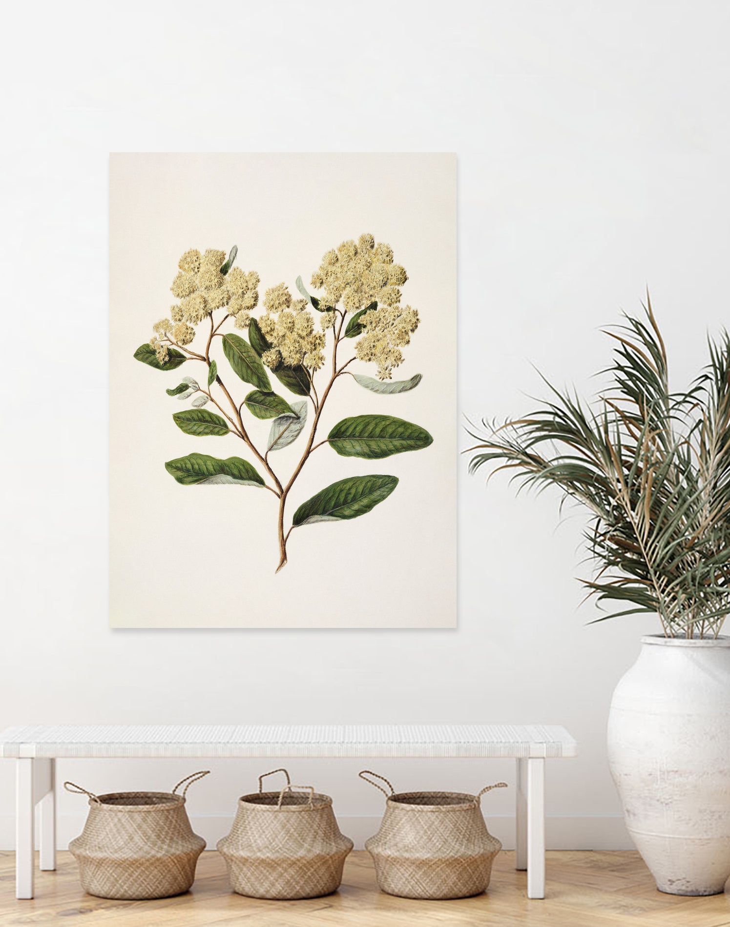 Kumarahou Drawn By Sarah Featon (1848a€“1927 by Sarah Featon on GIANT ART - flowers and plants vintage botanical