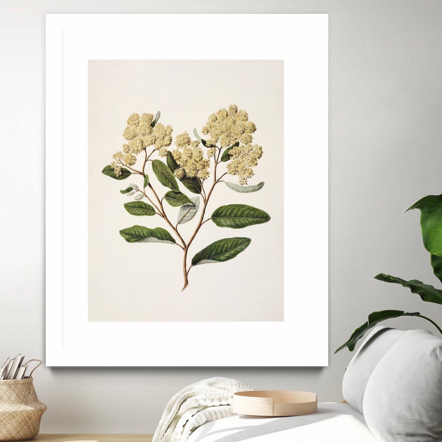 Kumarahou Drawn By Sarah Featon (1848a€“1927 by Sarah Featon on GIANT ART - flowers and plants vintage botanical