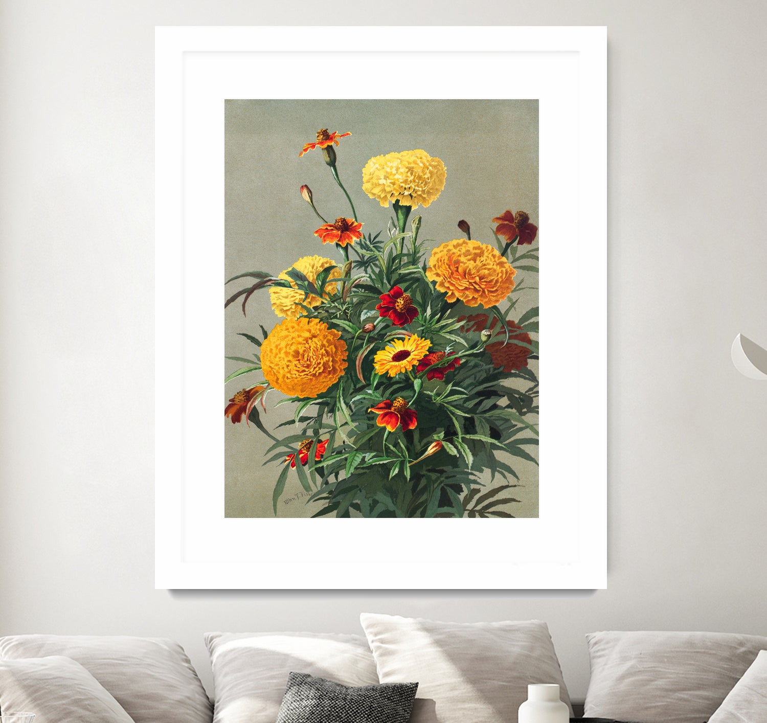 Marigolds by Ellen Thayer Fisher on GIANT ART - illustration ellen thayer fisher