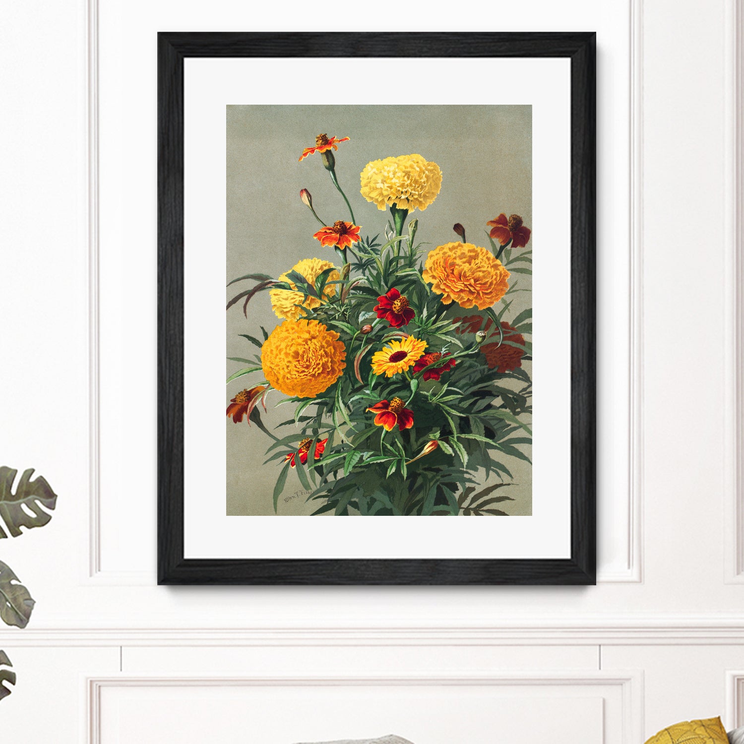 Marigolds by Ellen Thayer Fisher on GIANT ART - illustration ellen thayer fisher