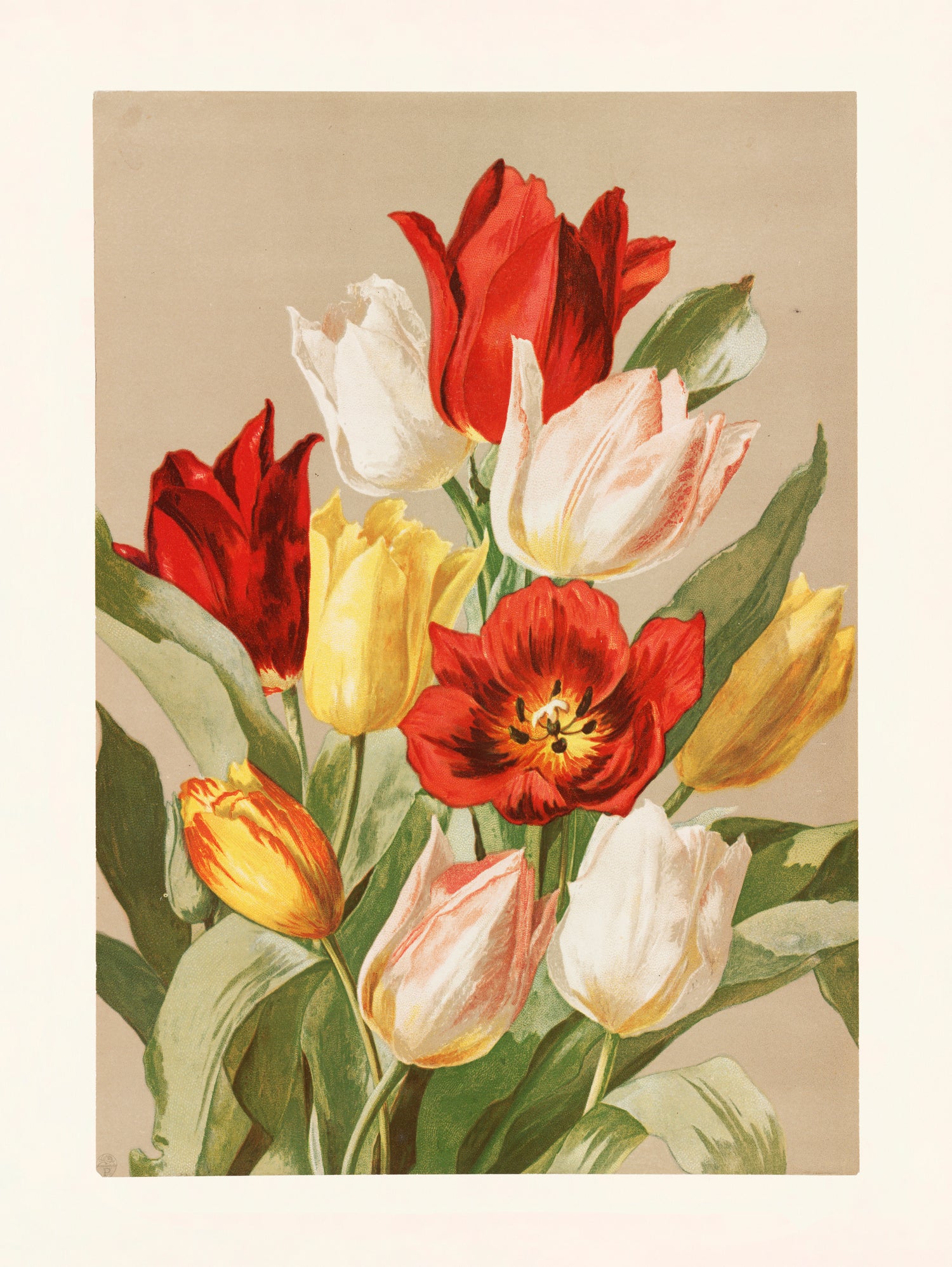 Tulips By Ellen Thayer Fisher by Pictufy on GIANT ART - illustration