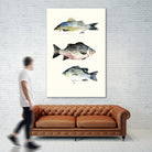 Fish Grouping 2 by Natasha Marie on GIANT ART - grey animals