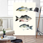 Fish Grouping 2 by Natasha Marie on GIANT ART - grey animals