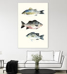 Fish Grouping 2 by Natasha Marie on GIANT ART - grey animals