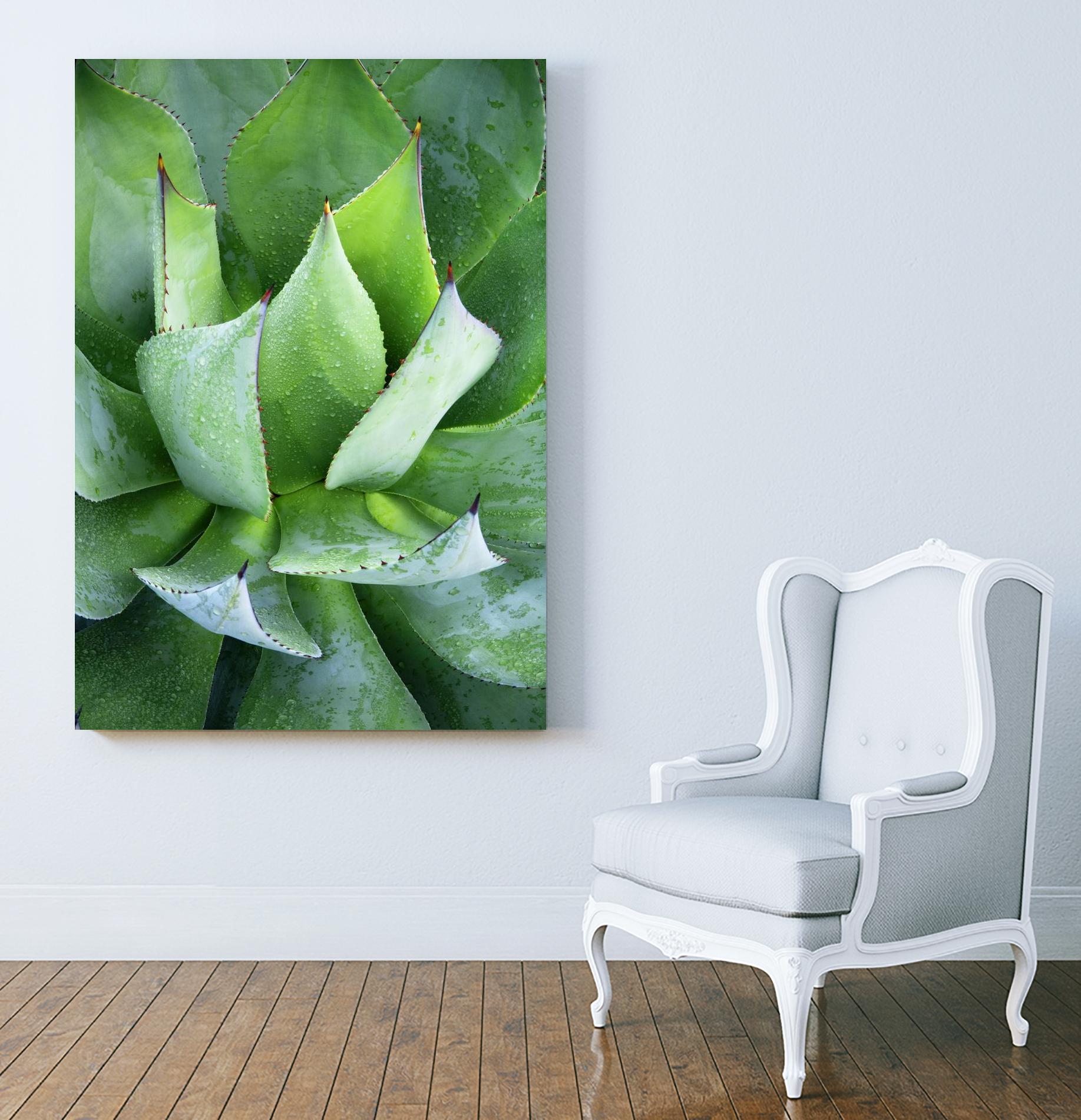 Yucca Study 1 by Acer Images on GIANT ART - green botany