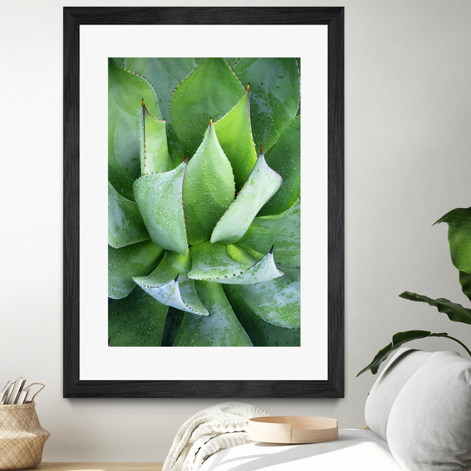 Yucca Study 1 by Acer Images on GIANT ART - green botany