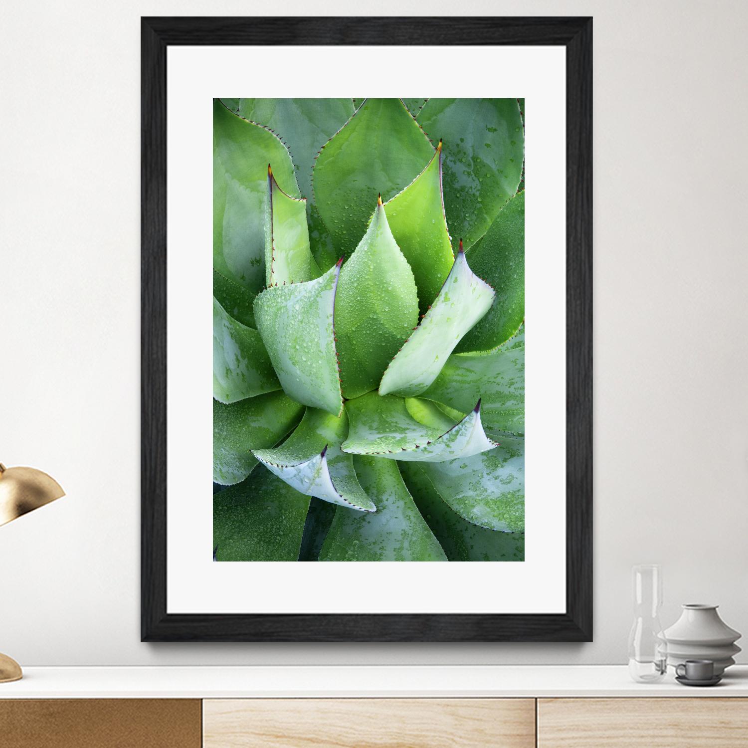 Yucca Study 1 by Acer Images on GIANT ART - green botany