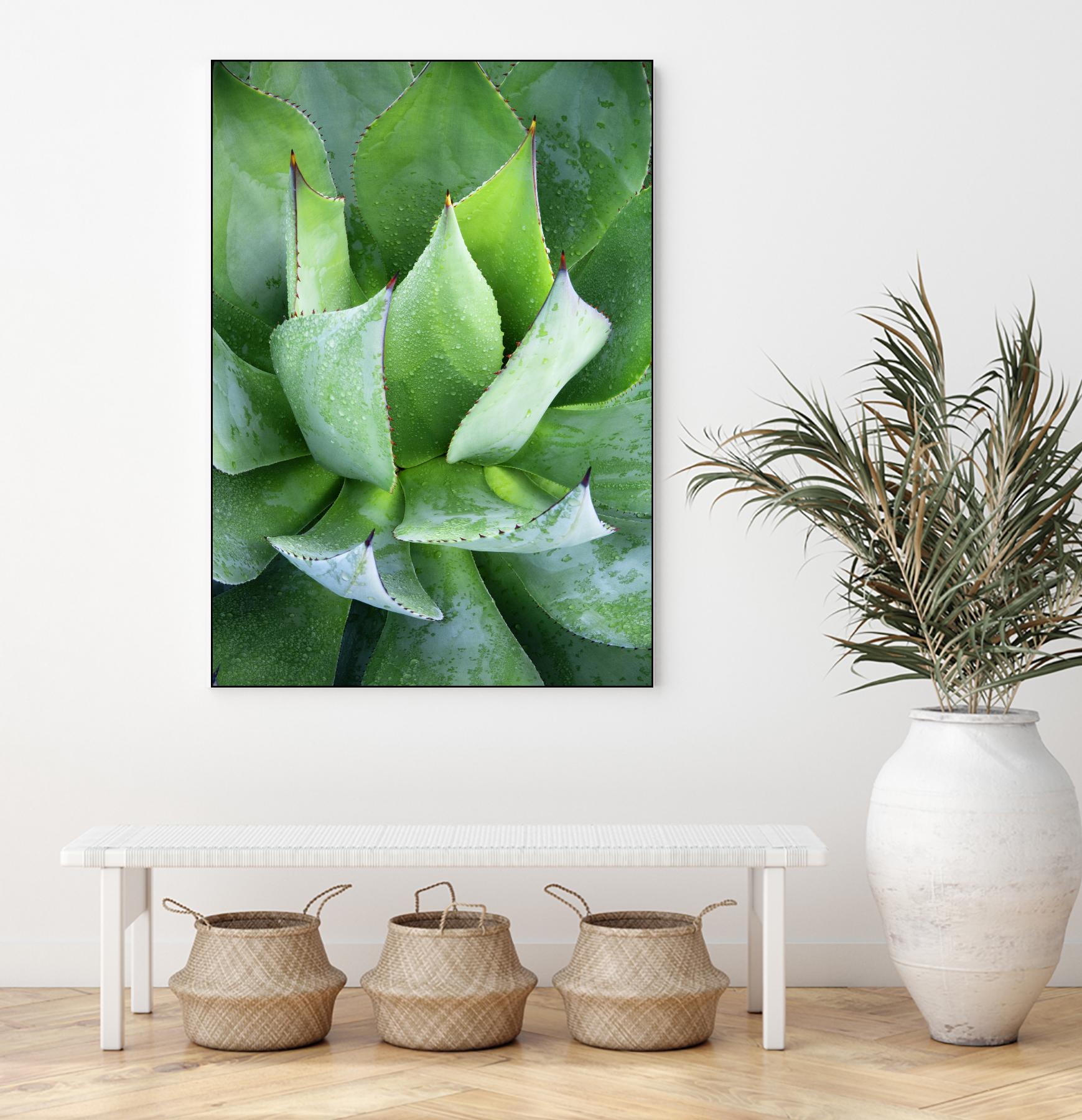 Yucca Study 1 by Acer Images on GIANT ART - green botany
