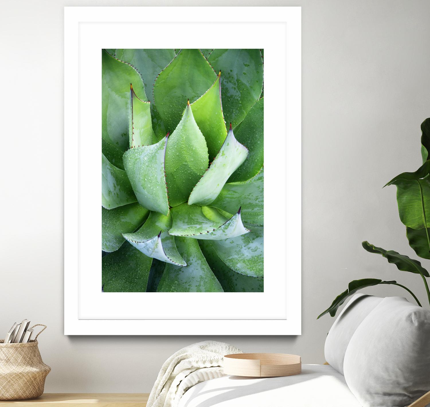Yucca Study 1 by Acer Images on GIANT ART - green botany