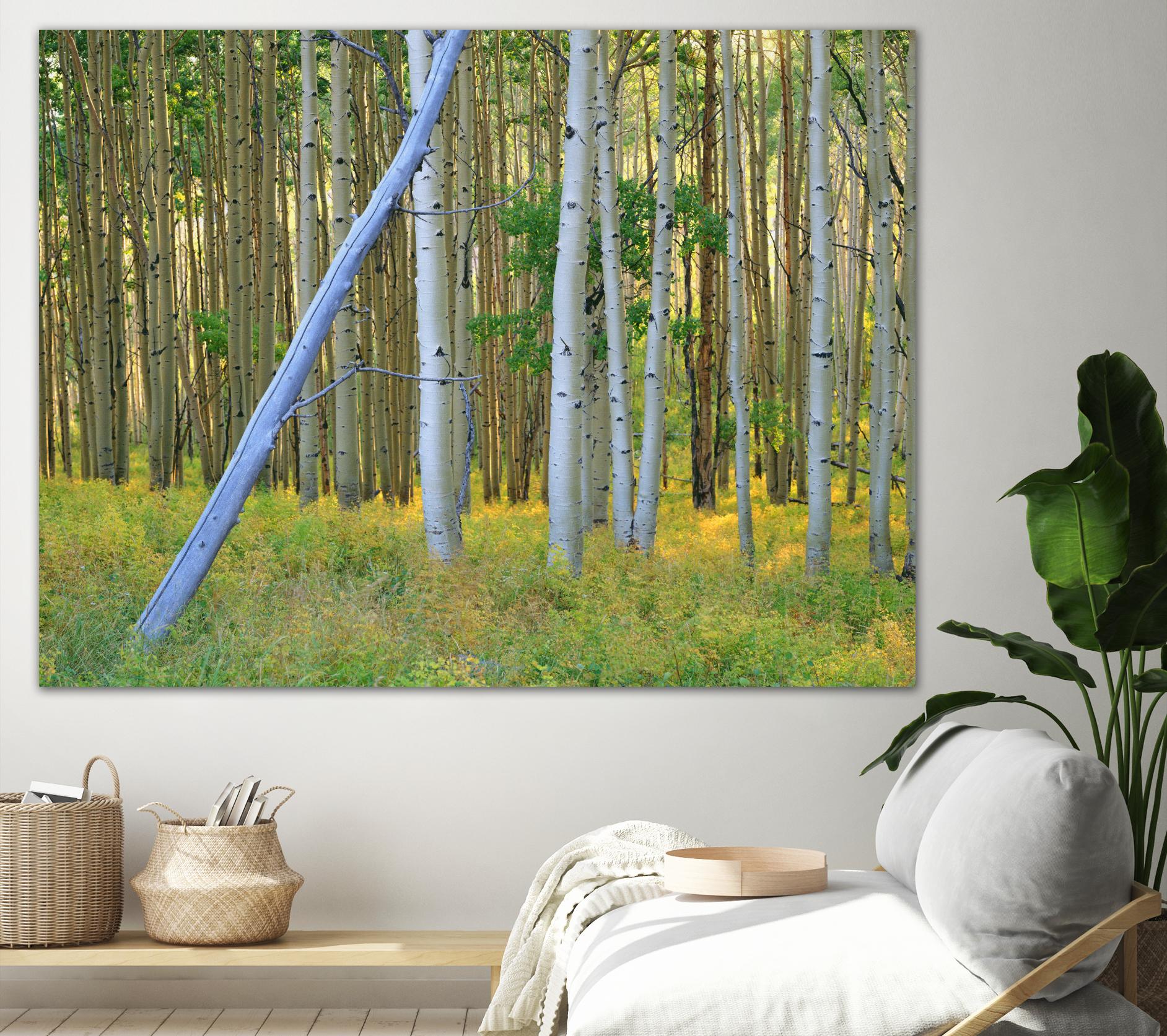 Aspen 2 by Robert Hansen on GIANT ART - white landscape