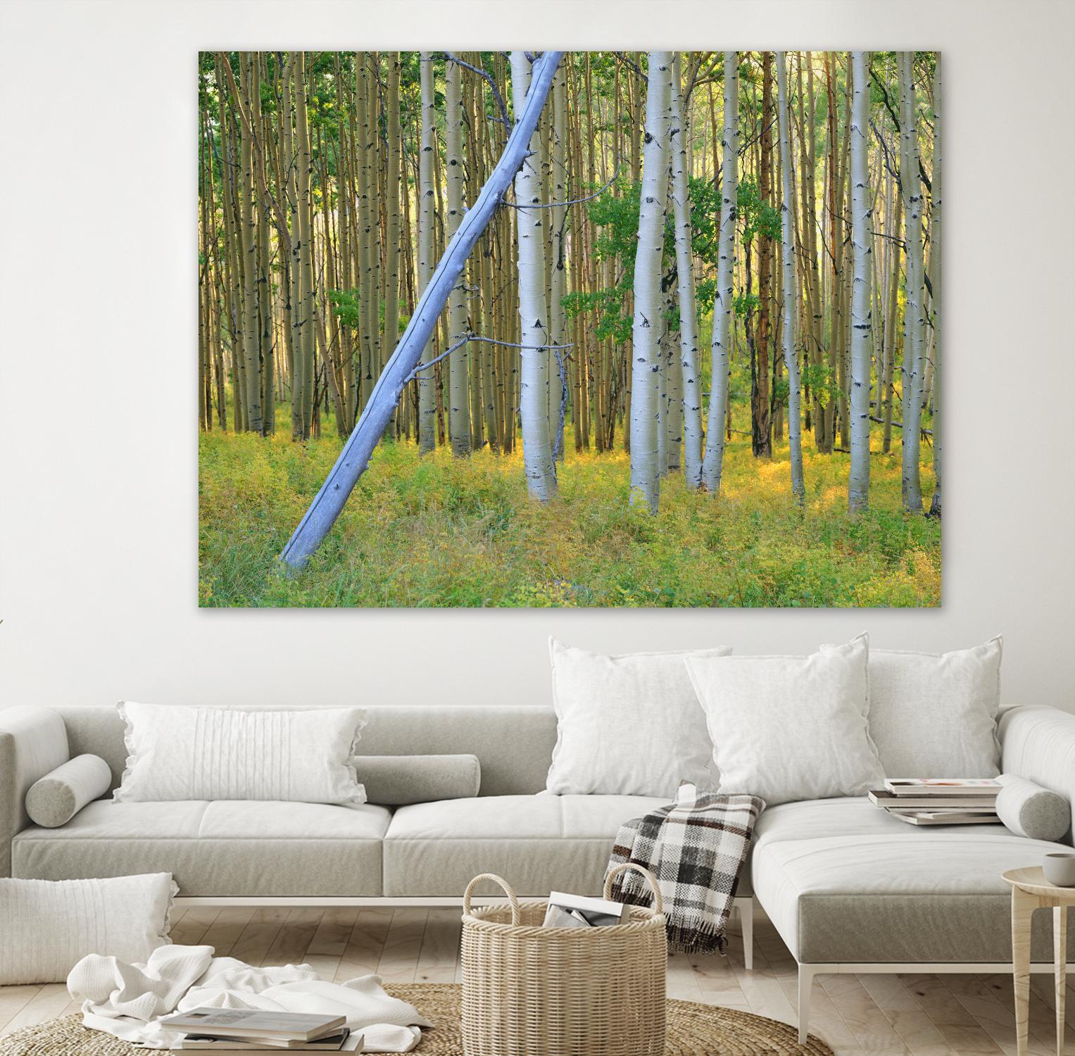 Aspen 2 by Robert Hansen on GIANT ART - white landscape