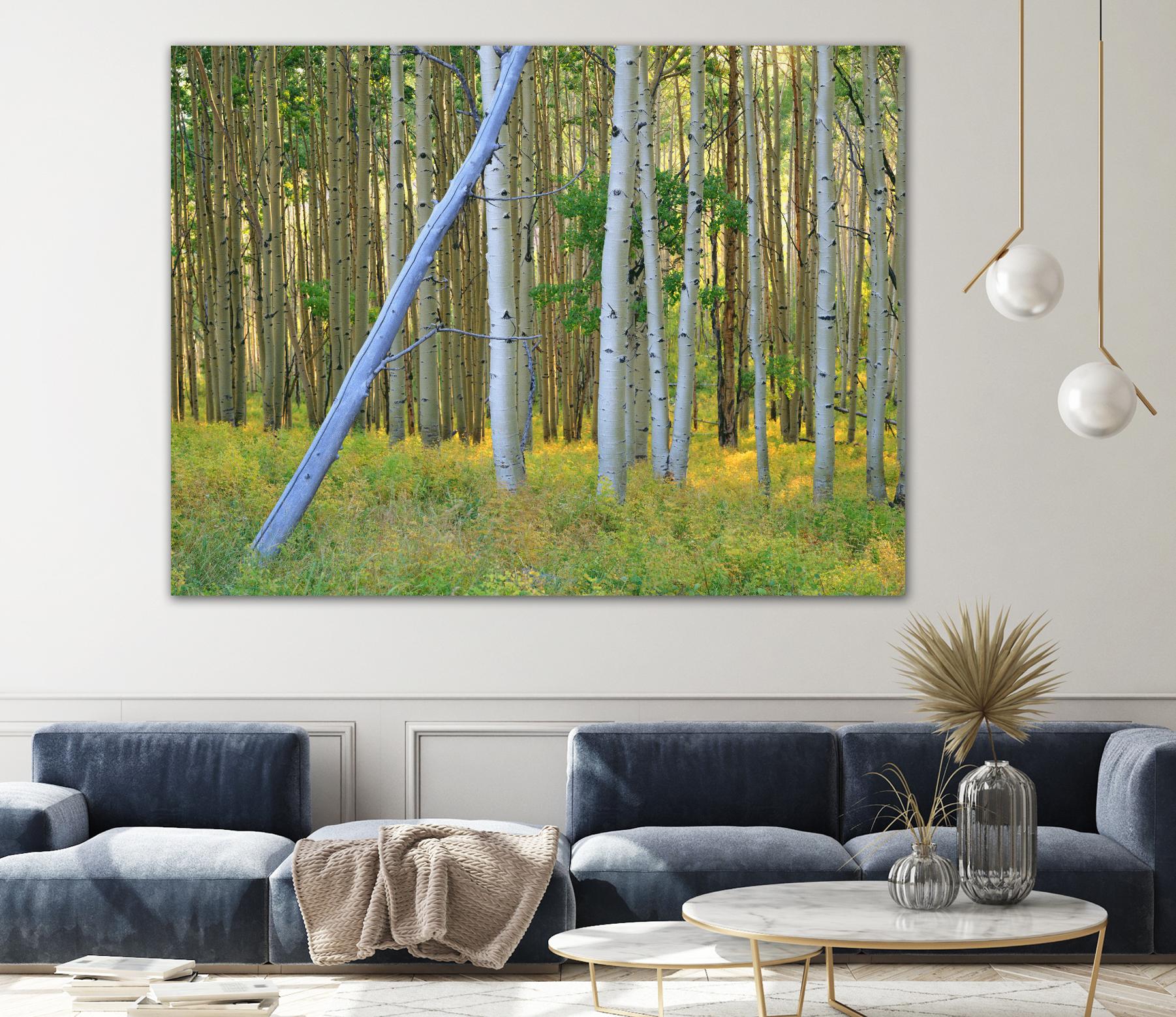 Aspen 2 by Robert Hansen on GIANT ART - white landscape