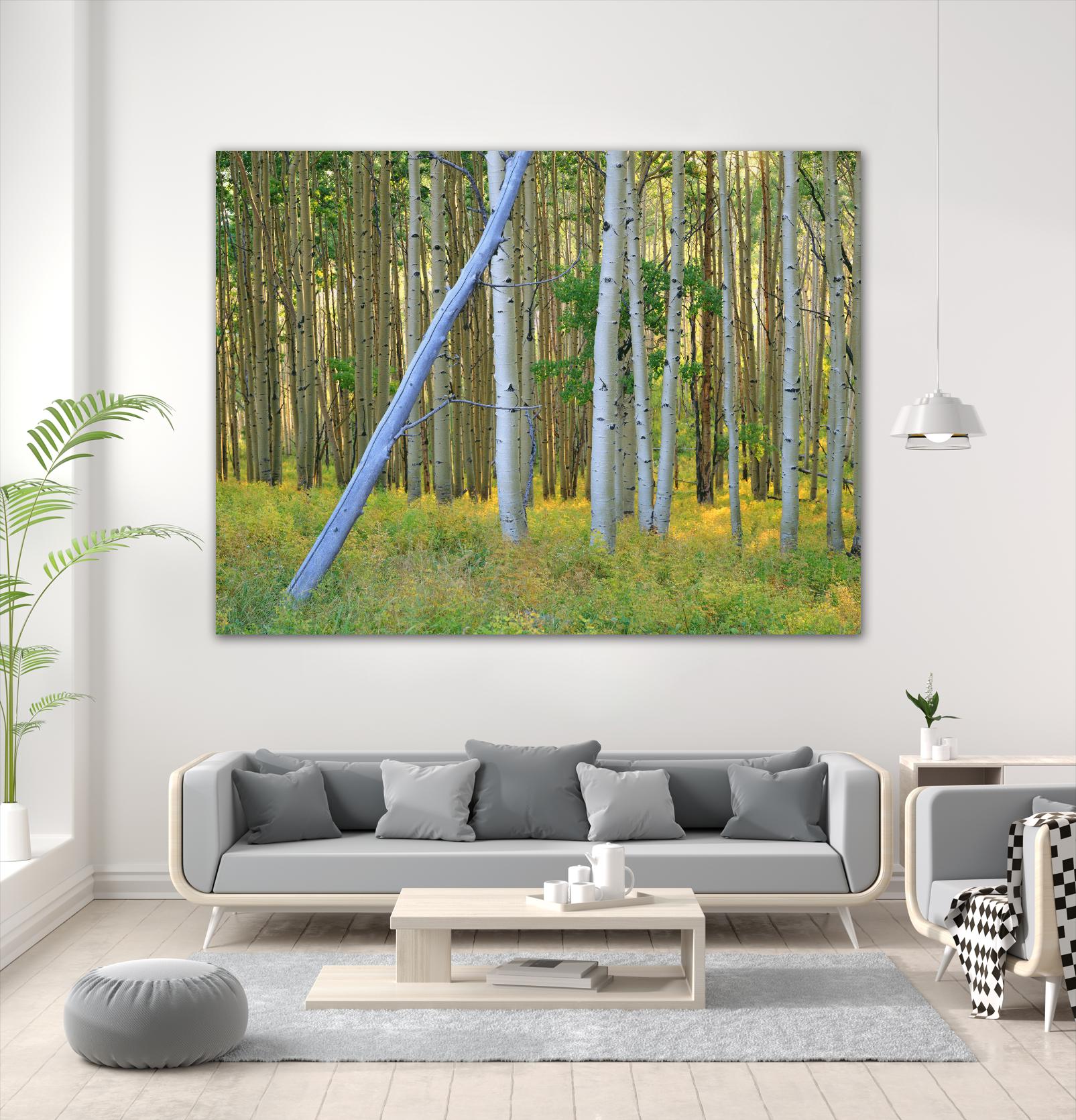 Aspen 2 by Robert Hansen on GIANT ART - white landscape