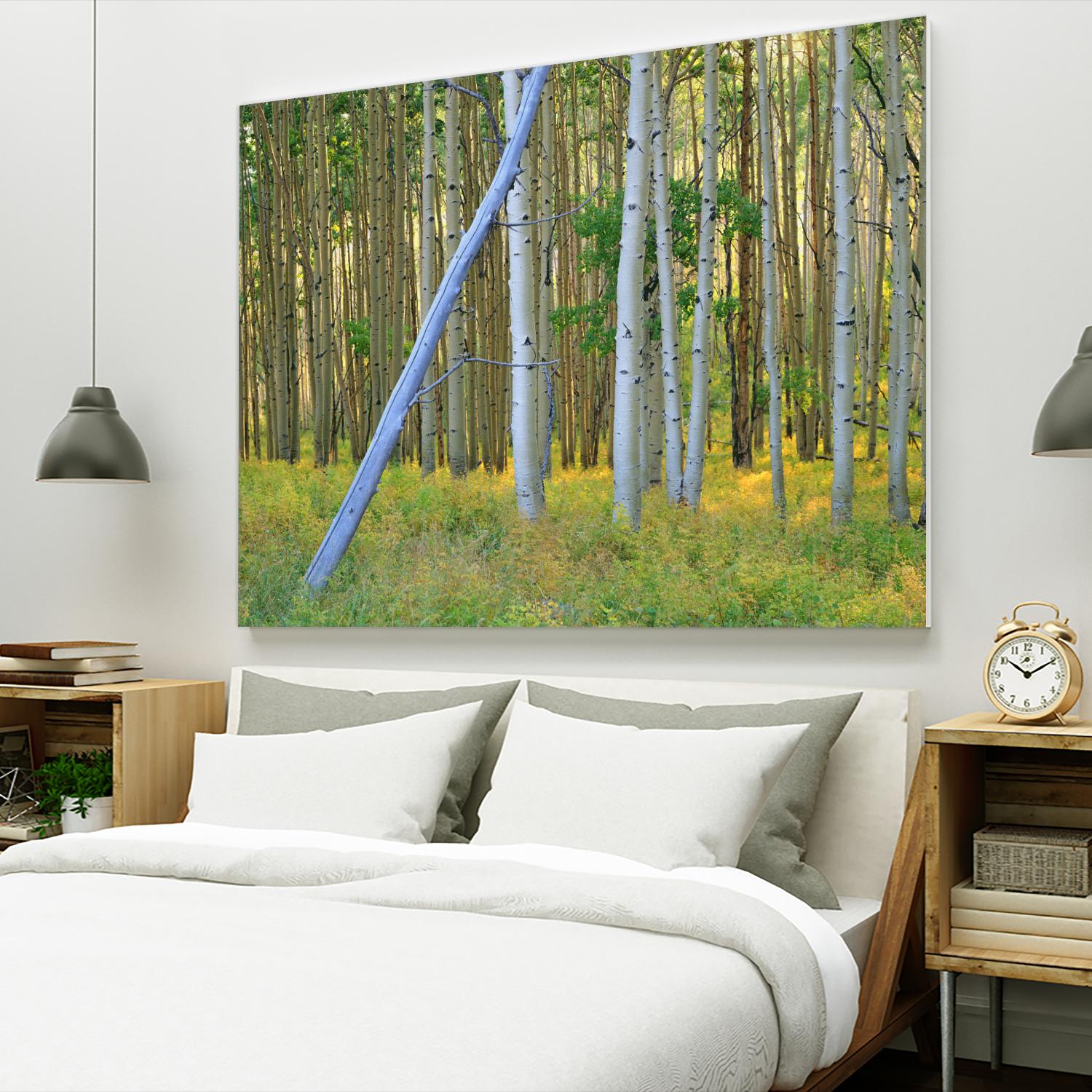 Aspen 2 by Robert Hansen on GIANT ART - white landscape