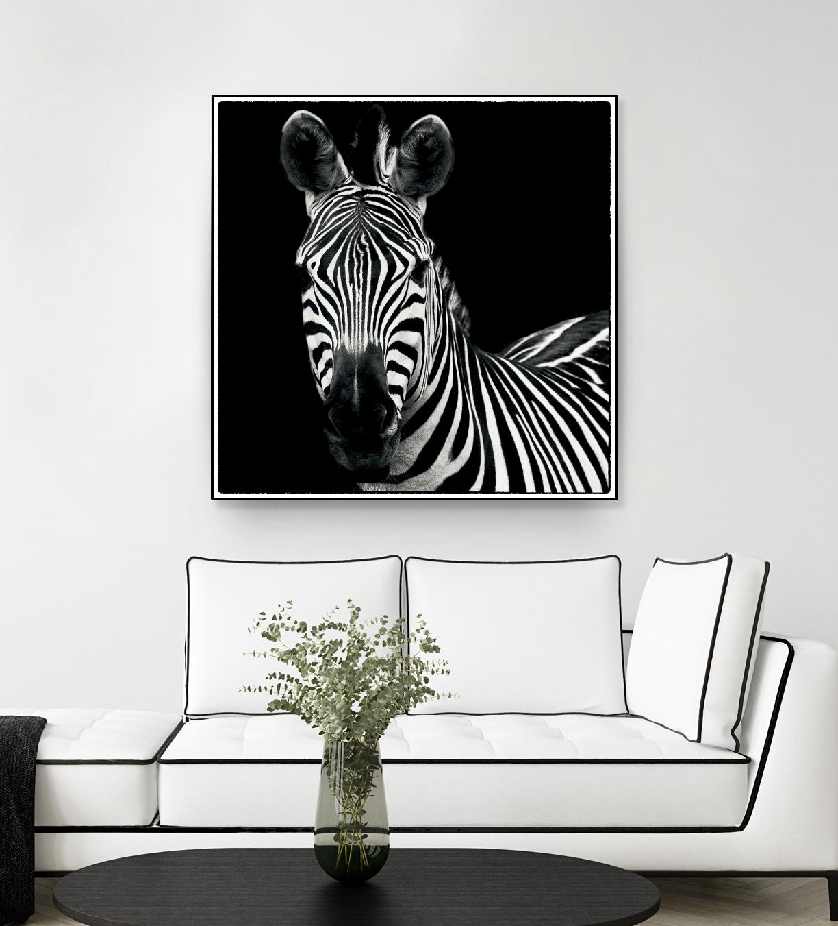 Zebra II by Debra Van Swearingen on GIANT ART - white animals