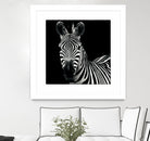Zebra II by Debra Van Swearingen on GIANT ART - white animals