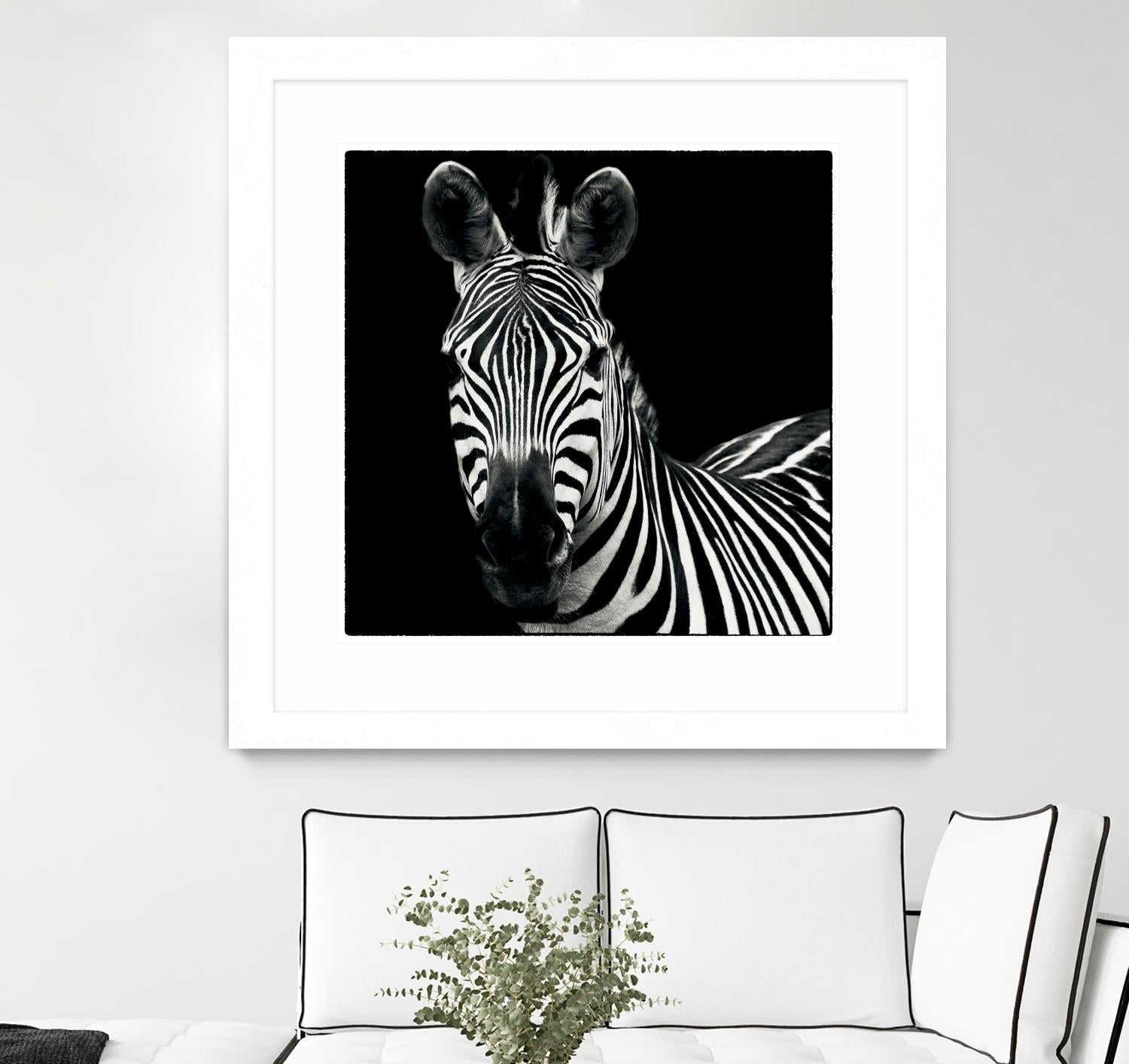 Zebra II by Debra Van Swearingen on GIANT ART - white animals