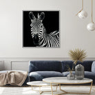 Zebra II by Debra Van Swearingen on GIANT ART - white animals