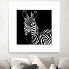 Zebra II by Debra Van Swearingen on GIANT ART - white animals