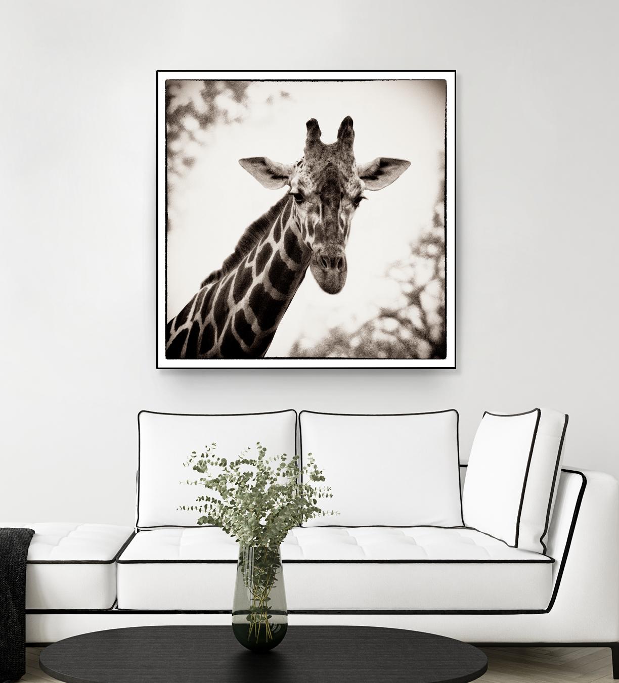 Giraffe I by Debra Van Swearingen on GIANT ART - grey animals