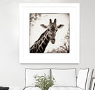 Giraffe I by Debra Van Swearingen on GIANT ART - grey animals