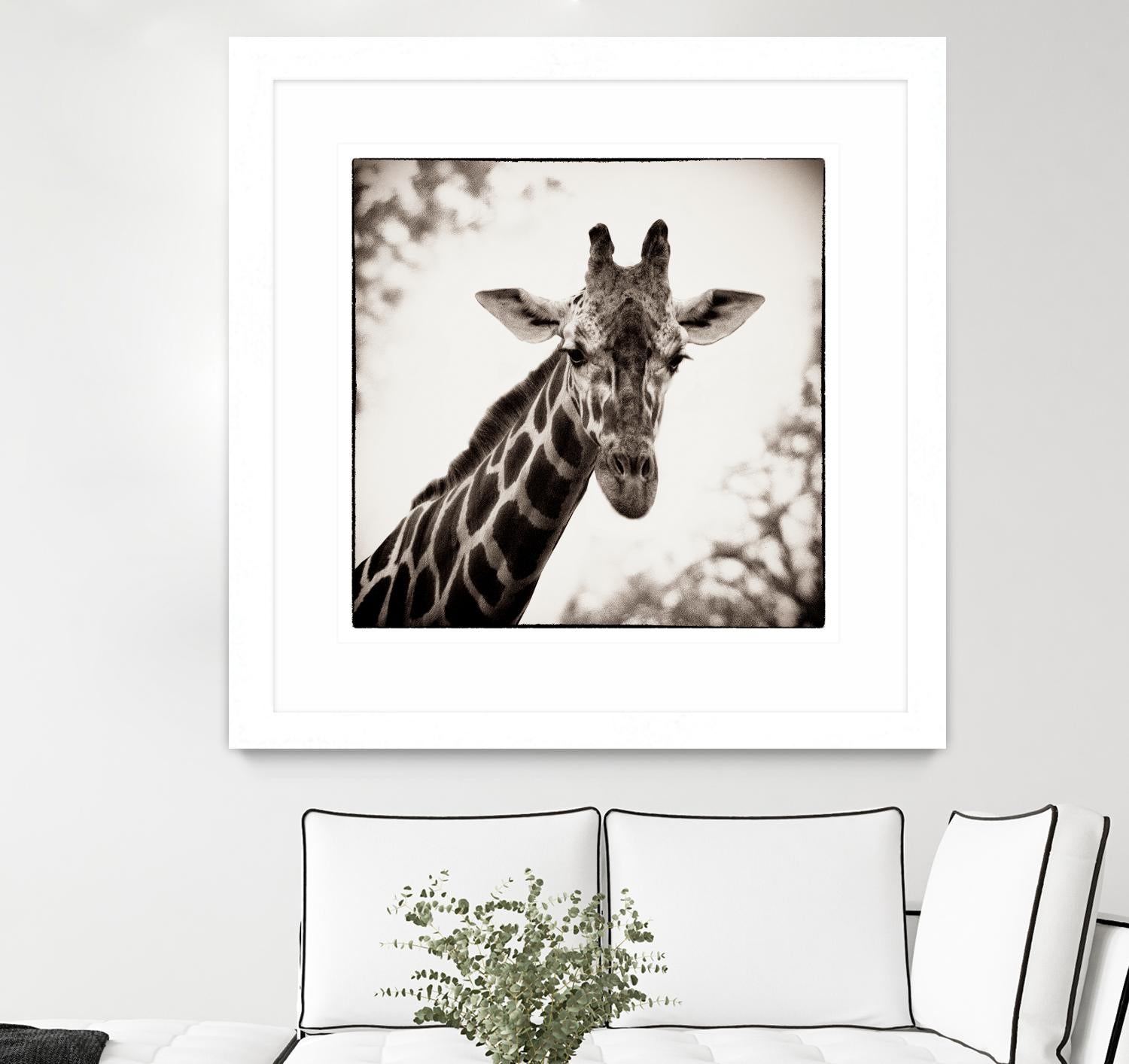 Giraffe I by Debra Van Swearingen on GIANT ART - grey animals