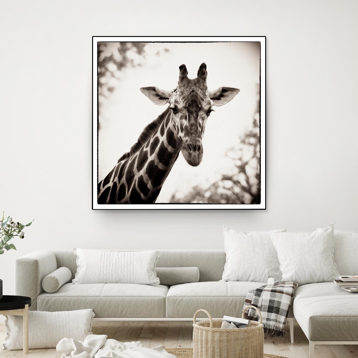 Giraffe I by Debra Van Swearingen on GIANT ART - grey animals