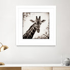Giraffe I by Debra Van Swearingen on GIANT ART - grey animals