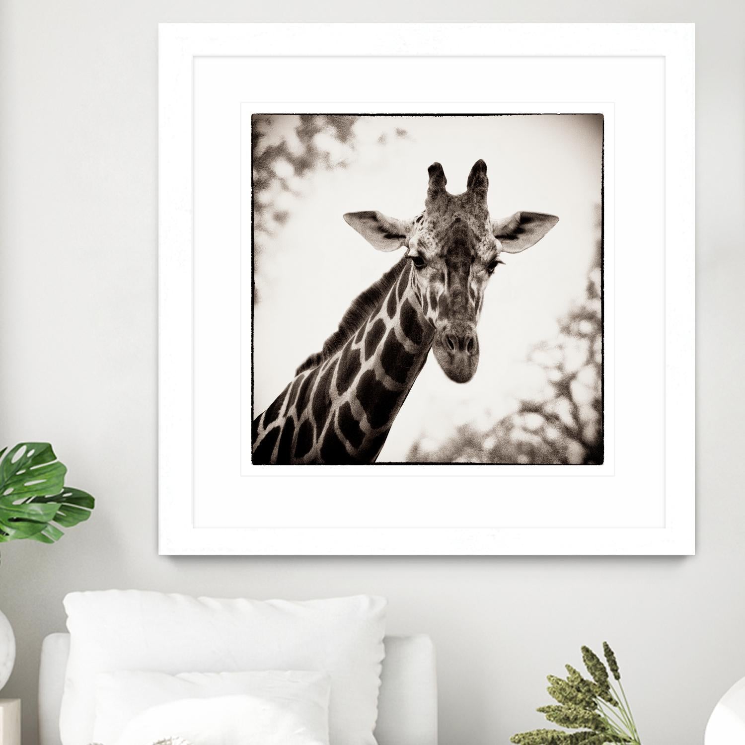 Giraffe I by Debra Van Swearingen on GIANT ART - grey animals