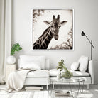 Giraffe I by Debra Van Swearingen on GIANT ART - grey animals