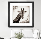 Giraffe I by Debra Van Swearingen on GIANT ART - grey animals