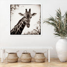 Giraffe I by Debra Van Swearingen on GIANT ART - grey animals