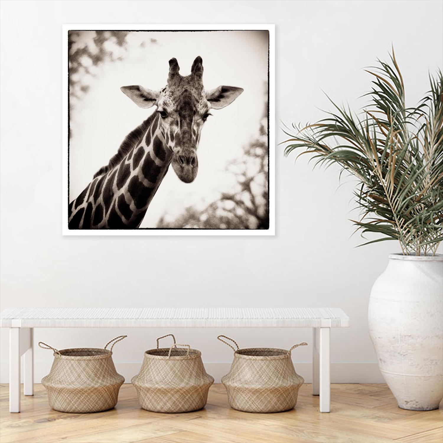 Giraffe I by Debra Van Swearingen on GIANT ART - grey animals