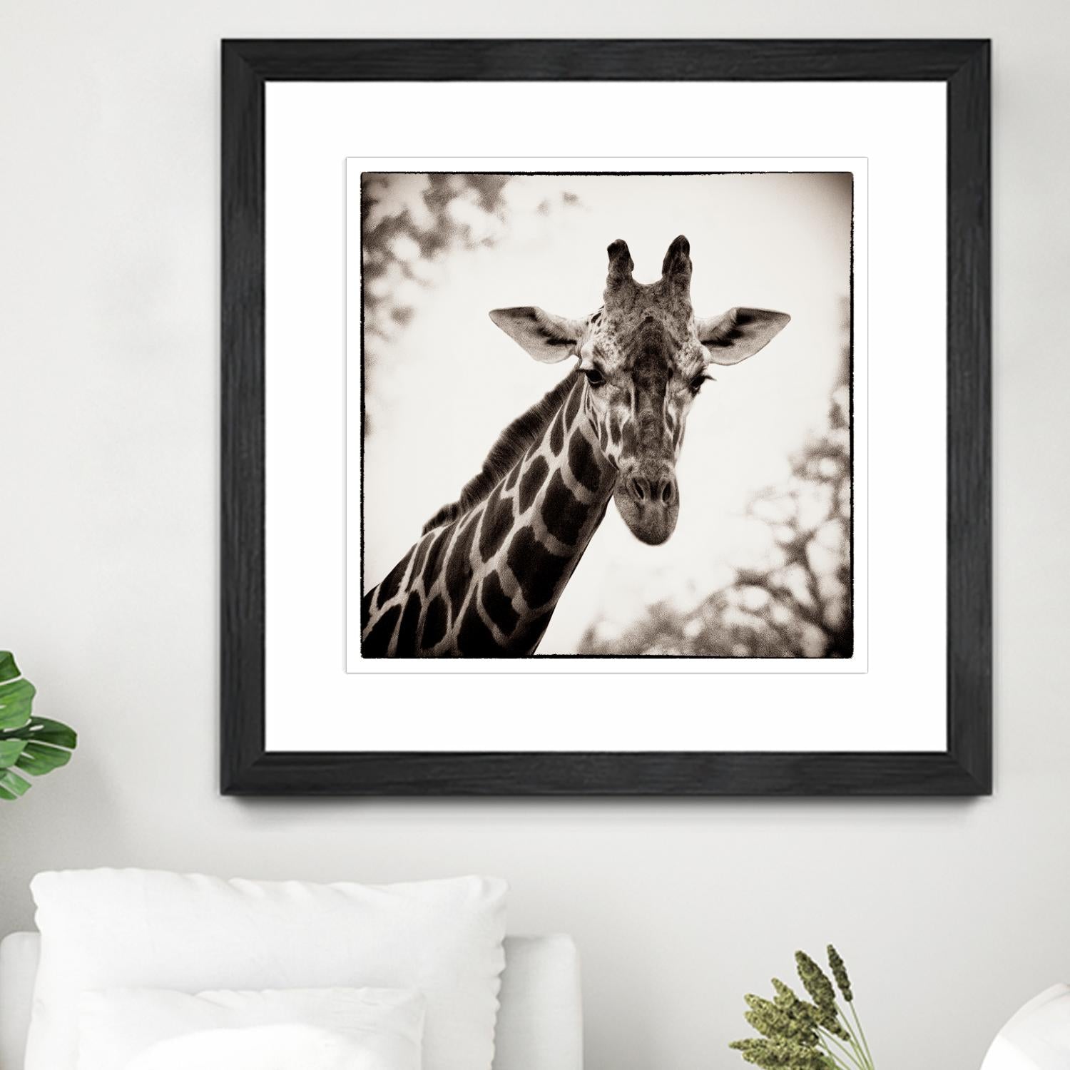 Giraffe I by Debra Van Swearingen on GIANT ART - grey animals