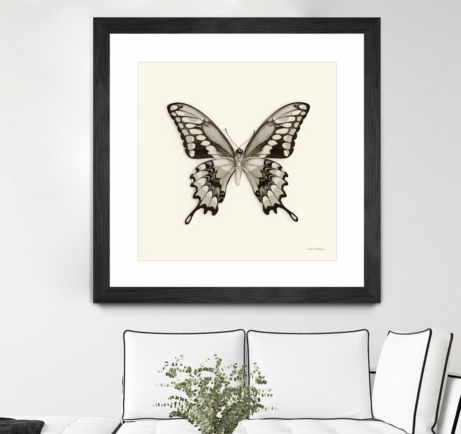 Butterfly VI BW Crop by Debra Van Swearingen on GIANT ART - beige animals