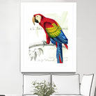 Parrot Botanique II by Portfolio on GIANT ART - red animal oiseau