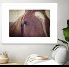 Dew Lashes by Debra Van Swearingen on GIANT ART - animals animals