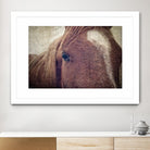 Dew Lashes by Debra Van Swearingen on GIANT ART - animals animals