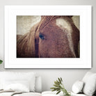 Dew Lashes by Debra Van Swearingen on GIANT ART - animals animals