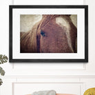 Dew Lashes by Debra Van Swearingen on GIANT ART - animals animals