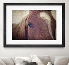 Dew Lashes by Debra Van Swearingen on GIANT ART - animals animals