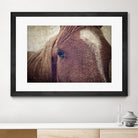 Dew Lashes by Debra Van Swearingen on GIANT ART - animals animals