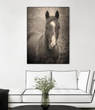 Heres Looking at You II by Debra Van on GIANT ART - animals animals