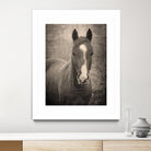 Heres Looking at You II by Debra Van on GIANT ART - animals animals