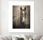 Heres Looking at You II by Debra Van on GIANT ART - animals animals